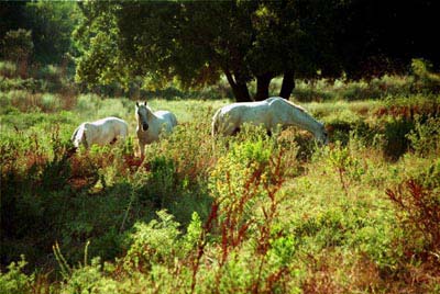 Camargue