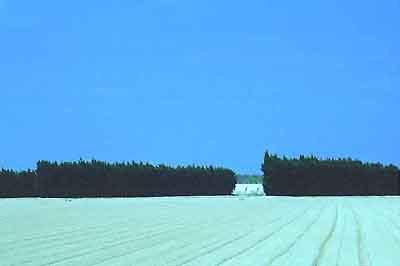 Camargue