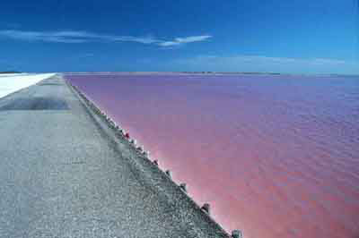 Camargue