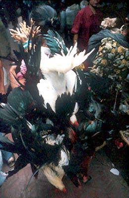 Indonesia