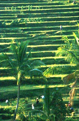Indonesia