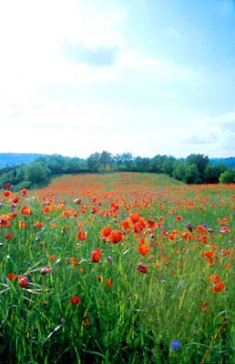 Toscana