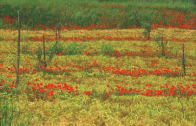 Toscana