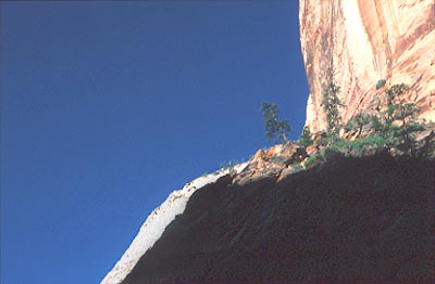 Utah Arizona