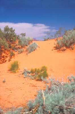 Utah Arizona